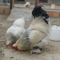 تخم برهما لایت