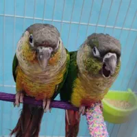 دوتا گرینچیک نر