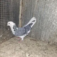 کفتر گرفتنی یجا