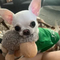 شیهواهوا سگ جیبی کوچیکترین سگ جهان