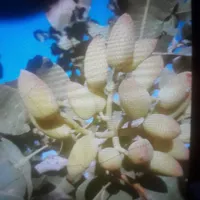 فروش زمین ۲ هکتار در باغ کرباسی|فروش زمین و ملک کلنگی|قم, باغ کرباسی|دیوار