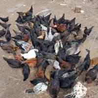 مرغ وخروس محلی