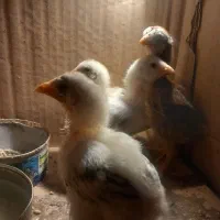 جوجه لاری اصل