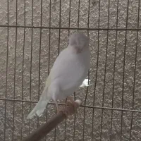 قناری نر سوپری|پرنده|رشت, صفاری|دیوار