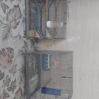 سهرقناری وچهارعددقفس غلامی|پرنده|مشهد, کشف|دیوار