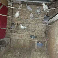 چند عدد هفرنگ به صورت کلی و تکی بفروش می‌رسد