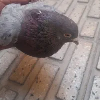 کبوتر|پرنده|کرمانشاه, |دیوار