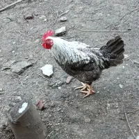 فروش خروس زیبا|حیوانات مزرعه|امامزاده عبدالله, |دیوار