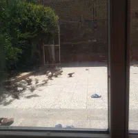 کبوتر راعبی وزینتی