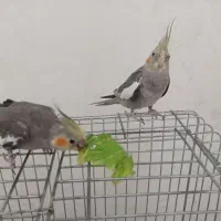 عروس هلندی نر وماده