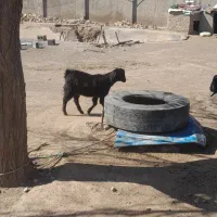 بزغاله ماده|حیوانات مزرعه|نیشابور, چمبران|دیوار