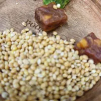 یکی طوطی کوتوله پیدا شده