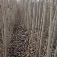 فروش کبودوصنوبر به جای دلال بیاازمن ارزون بخر