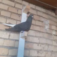 پرنده|پرنده|اهواز, دغاغله|دیوار