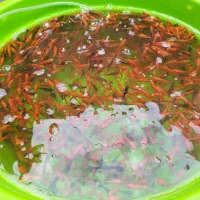 ماهی قرمز(ماهی گلی)|ماهی|قم, ولیعصر|دیوار