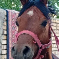 اسب نریان عرب مصری