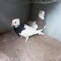 کبوترطوقی|پرنده|تاتار علیا, |دیوار