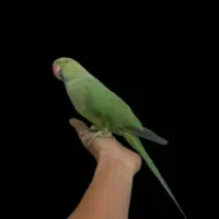 طوطی ملنگو جوجه و مولد