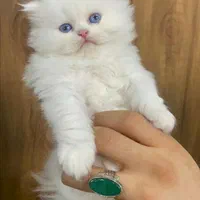 بچه گربه های پرشین سفید|گربه|اهواز, رسالت|دیوار