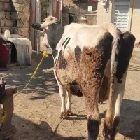 گاو شیری|حیوانات مزرعه|شاهیوند, |دیوار