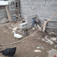 اردک|حیوانات مزرعه|رشت, گلباغ نماز|دیوار