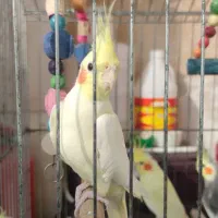 عروس هلندی آلبینو|پرنده|ماسال, |دیوار