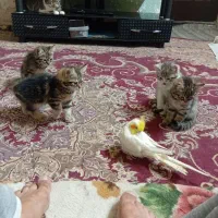 فروش بچه گربه