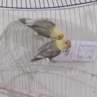 کوتوله برزیلی