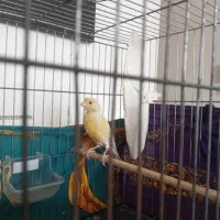 قناری نر قرص بخون|پرنده|اسلامشهر, شهرک مهدیه|دیوار