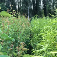 نهال دوساله دسته بیلی و دسته طی|گل و گیاه طبیعی|میاندوآب, |دیوار