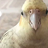 مرغ عشق پیداشده نشانی بدهیدتحویل بگیرید