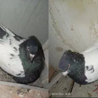 کفتر
