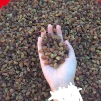 کشمش* در جه یک &*