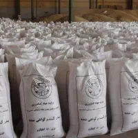 بذر گندم|عمدهفروشی|دزفول, |دیوار