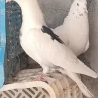 کفتر
