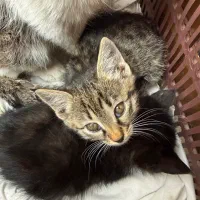 واگذاری رایگان