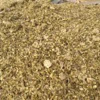 ذرت  علوفه ای