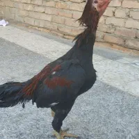 مرغ وا خروس لاری|حیوانات مزرعه|زاهدان, |دیوار