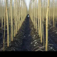 فروش نهال بادام دیر گل ده گردو میوه در نهالستان