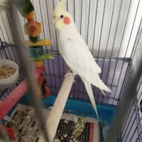 عروس هلندی لوتینو|پرنده|تهران, خزانه|دیوار