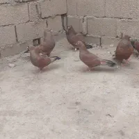 پرنده|پرنده|اهواز, امانیه|دیوار