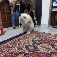 سگ اشپیز  میکس واقعا مهربا ودوست داشتنی|سگ|پاکدشت, پاکدشت (مامازند)|دیوار