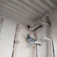 کبوتر|پرنده|رفسنجان, |دیوار