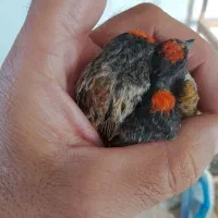 گلبسر|پرنده|سمیرم, |دیوار