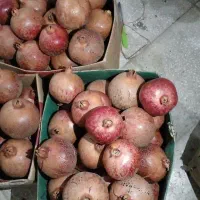 انارلیلی|خوردنی و آشامیدنی|سبزوار, غرب نیروگاه|دیوار