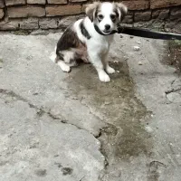 سگ پاکوتا باهوش