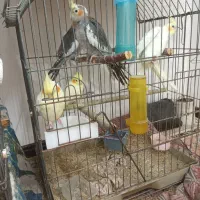 یکجفت لوتینو مولد،بشرط تخم وجوجه