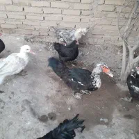 انواع حیوانات خانگی|حیوانات مزرعه|مرند, |دیوار