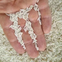 برنج هاشمی درجه۱ امساله تضمینی|خوردنی و آشامیدنی|رشت, حومه رشت|دیوار