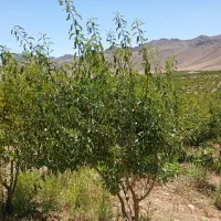 باغ ۵ جریبی بادام طرح باغ گستران|فروش زمین و ملک کلنگی|سامان, |دیوار